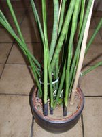 Bogenhanf, Sansevieria cylindrica 115 cm hoch Niedersachsen - Moringen Vorschau