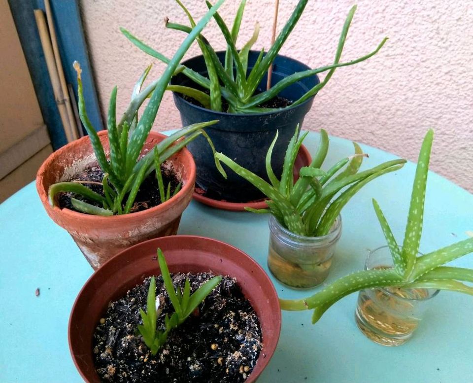 Aloe Vera - eingepflanzte und bewurzelte Ableger in Berlin