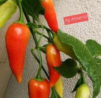 Aji Amarillo/Harabeno/Gelbe Lemon Samen Berlin - Spandau Vorschau