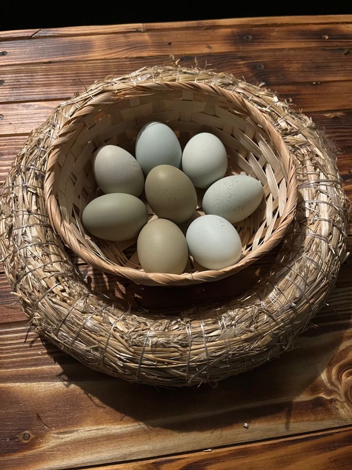 (Brut)Eier Hühner Grün-Olivleger/Silverudds Bla/Marans/Araucana in Neuburg am Inn