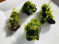 Taiwan Moos Taxiphyllum alternans fissidens versteck für Garnelen Bayern - Augsburg Vorschau