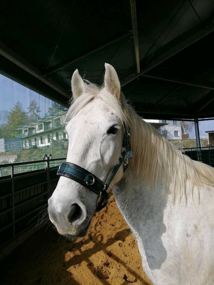 Pferd sucht Reiter in Sankt Goar