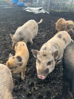 Minischweine Niedersachsen - Buxtehude Vorschau