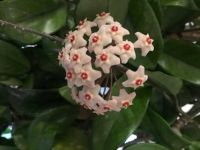 Hoya Wachs Porzelan Blume Ableger bewurzelt 20-40cm Nordrhein-Westfalen - Castrop-Rauxel Vorschau