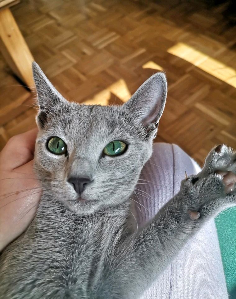 Russisch Blau Katze mit Stammbaum Reserviert in Langwedel