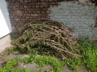 Äste thuja Basteln oder feuerholz Deko Heimwerker Rheinland-Pfalz - Rheinbreitbach Vorschau