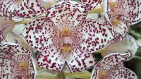 Bulbophyllum kubahense - sehr selten! Thüringen - Jena Vorschau