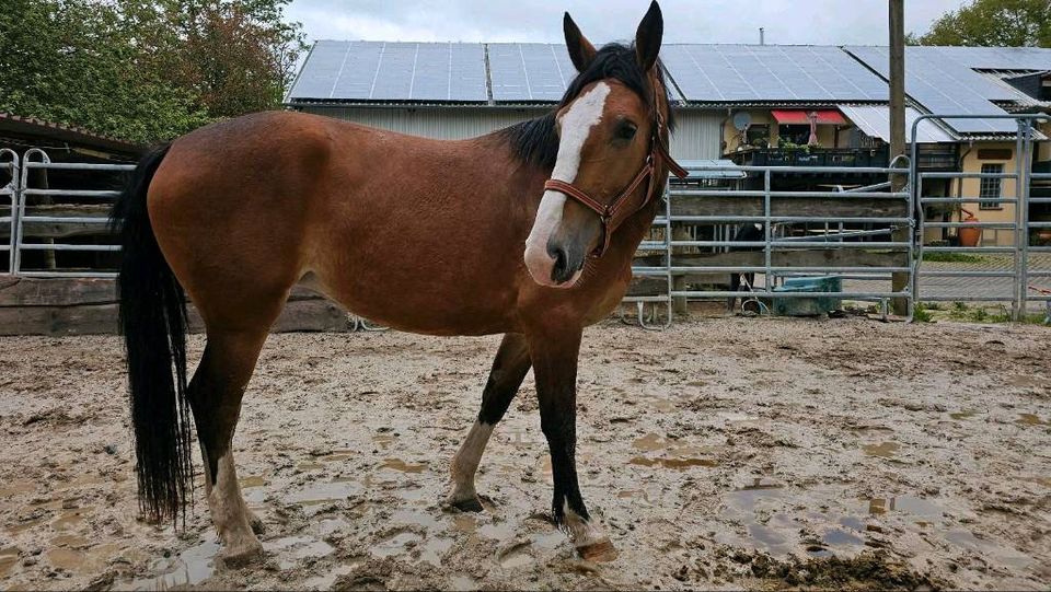 Schlesier schwere Warmblut Stute 162cm Freizeitpferd in Bad Camberg