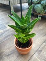 Sukkulent Aloe Pflanze 33 cm groß im Topf,  Übertopf- Gratis Hessen - Bensheim Vorschau