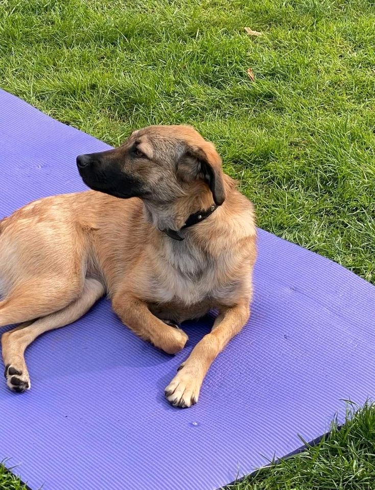 Süße PIPER ❤️ sucht ihre Familie! in Garbsen