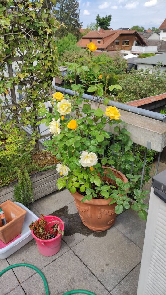 Rosenplanze im Terrakottatopf in Mörfelden-Walldorf