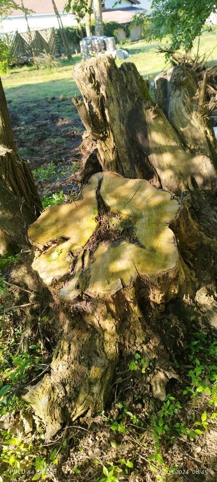 Akazienwurzeln, Holz, Brennholz in Bexbach