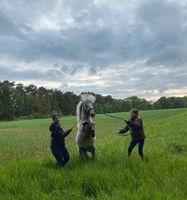 Shetty Dreamteam, Shetlandpony, Hengst und Stute Nordrhein-Westfalen - Halle (Westfalen) Vorschau