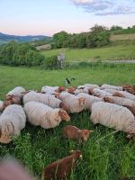 Suche Grünflächen für meine Schafe.Landschaftspflege Hessen - Alheim Vorschau