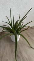 Aloe Vera Pflanze Saarland - Ensdorf Vorschau