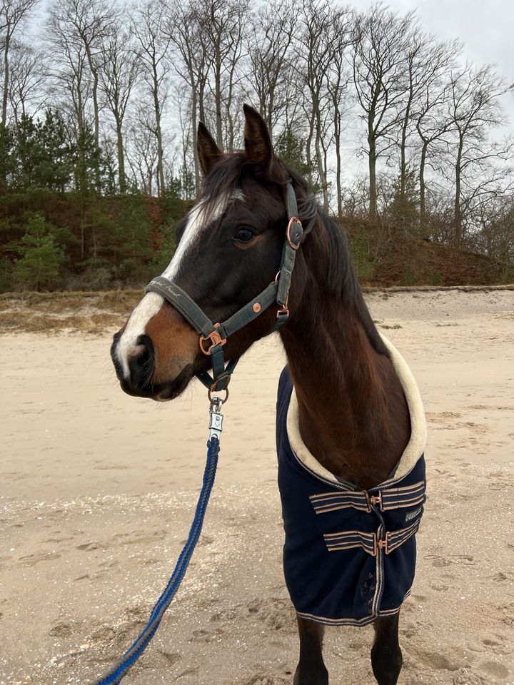 Talentierter Wallach Dressurpony Freizeitpferd Turnierpferd Pony in Fahrenwalde