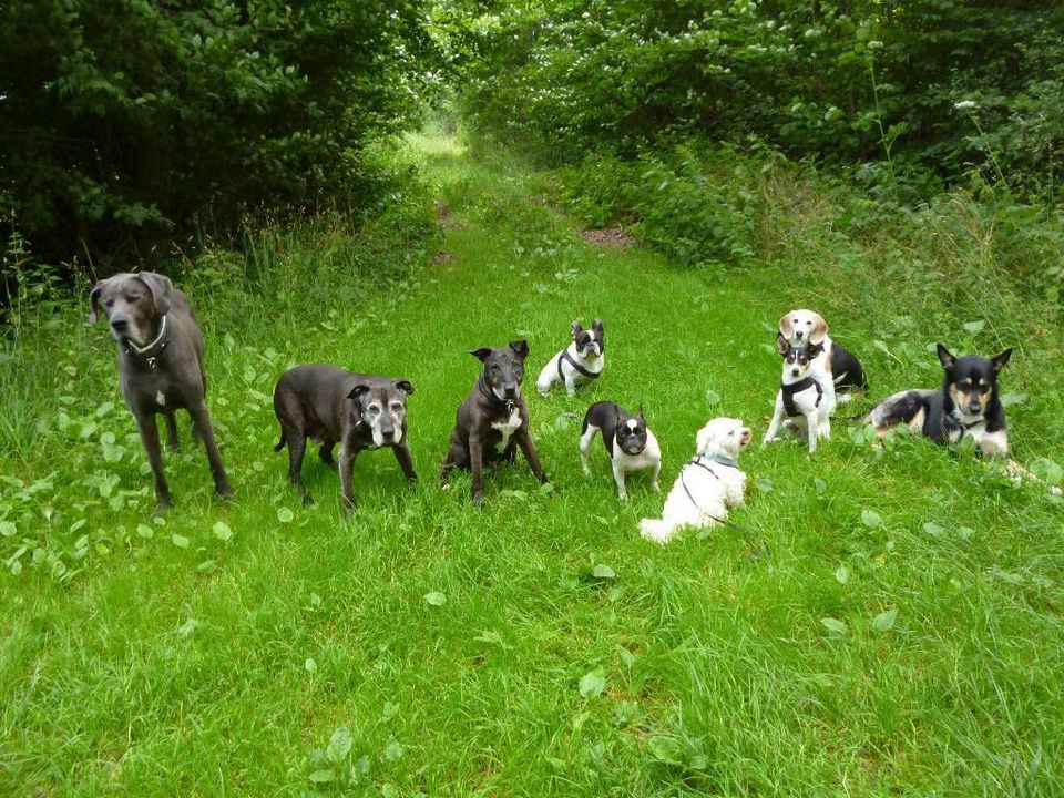 Gassiservice zert&gepr. / Hundeausführer / Dogwalker / Gassigeher in Henstedt-Ulzburg