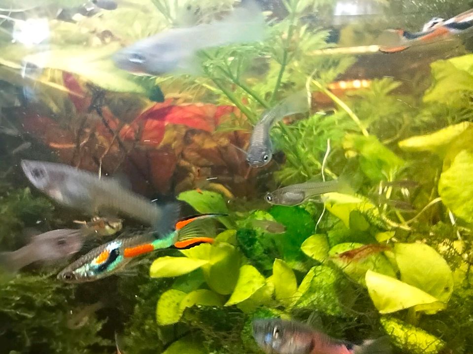 Endler Guppys in Berlin