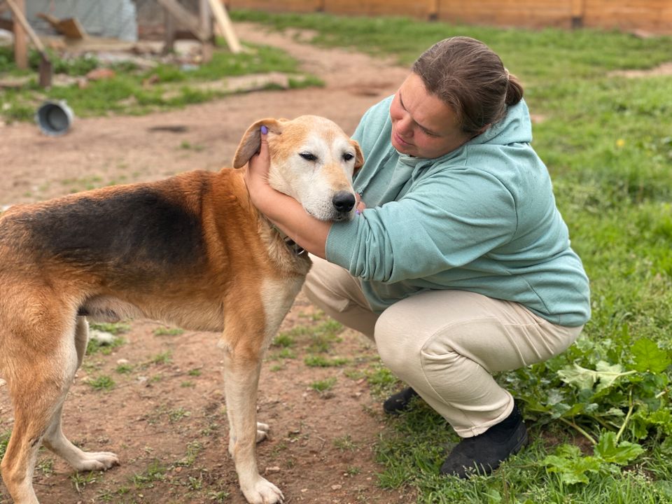 Tierschutz - Rony sucht ein neues Zuhause! in Berlin