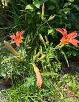 wunderschöne Pflanzen (Lilien, Flieder, Bodendecker, Farn) Niedersachsen - Vechelde Vorschau