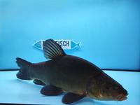 Karpfen Besatzfische kleinanzeigen.de