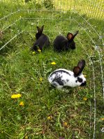 2 Junge Hasen, Kaninchen, Stallhasen Bayern - Oberndorf am Lech Vorschau