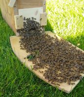 Bienenschwarm Bayern - Inning am Ammersee Vorschau