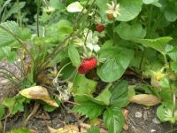 Wald-Erdbeeren, Pflanzen Thüringen - Weimar Vorschau