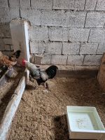 Hähne Hühner Hybrid Thüringen - Drei Gleichen Vorschau