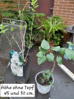 Weißer oder lila Flieder ❌️ Gartenpflanzen  je Niedersachsen - Ilsede Vorschau