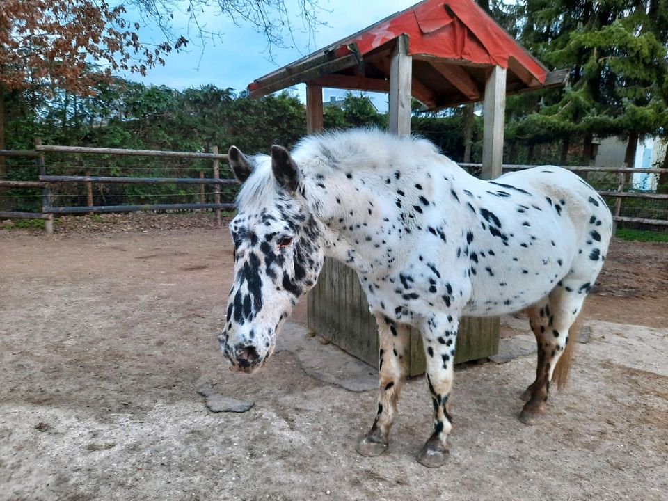 Pony Pflegebeteiligung in Heist