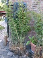 2 Bambus ohne Ausläufer (Rhizome) Niedersachsen - Sickte Vorschau