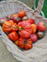 Tomaten alte Sorten Tomatenpflanzen Garten Raritäten Pflanzen Nordrhein-Westfalen - Datteln Vorschau