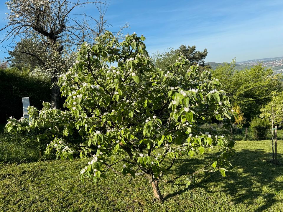 Gepflegte Obstwiese über Untertürkheim (Heidenwengert) in Stuttgart