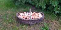 frische Eier Landeier vom Hühnerhof Klein Bentwisch Mecklenburg-Vorpommern - Klein Kussewitz Vorschau