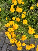 Gelbe Blume Brandenburg - Königs Wusterhausen Vorschau