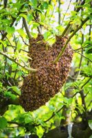 Suche Bienenschwarm Hessen - Ortenberg Vorschau