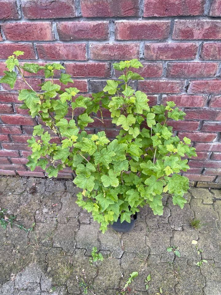 Johannisbeeren Rote und Schwarze Stachelbeeren in Kevelaer