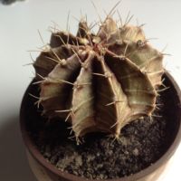 Kaktus Gymnocalycium mihanovichii,variegata? mit Blütenansatz Baden-Württemberg - Bad Waldsee Vorschau