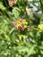 Samen kleiner Wiesenknopf eßbare Pimpinelle Kräuter Bauerngarten Bayern - Neunkirchen a. Brand Vorschau