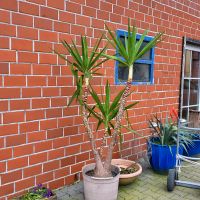 Yucca Palme ca.180cm Nordrhein-Westfalen - Everswinkel Vorschau