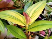 Jungpflanze Blossfeldiana yellow variegated Tradescantia Zimmerpf Nürnberg (Mittelfr) - Südstadt Vorschau