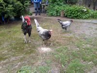 Andalusia Hühner zu verkaufen Nordrhein-Westfalen - Moers Vorschau