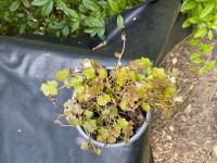 Bodendecker Zimbelkraut winterhart hübsch blühende Pflanze ☘️☘️☘️ Niedersachsen - Algermissen Vorschau