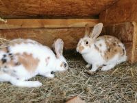 Dalmatinerrex /Kaninchen / Dalmatiner 3 Farbig Bock Sachsen - Lößnitz Vorschau