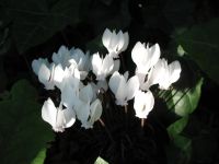 100 Samen Alpenveilchen Cyclamen hederifolium 'Perlenteppich' Baden-Württemberg - Singen Vorschau