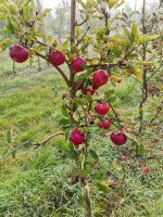Super leckere Äpfel , Kartoffeln, ..... Obst Säfte... Sachsen-Anhalt - Petersberg (Saalekreis) Vorschau
