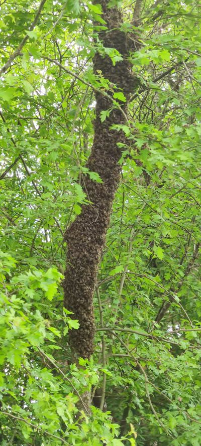 Bienenschwarm / Bienen einfangen in Dietingen