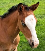 Quarter Horse Hengst, top Reining Prospect, CSG, ab Okt. abzugebe Niedersachsen - Weste Vorschau