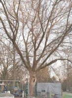Baum ca. 20m Hoch 40 bis 50% Kronenreduzierung Berlin - Hellersdorf Vorschau